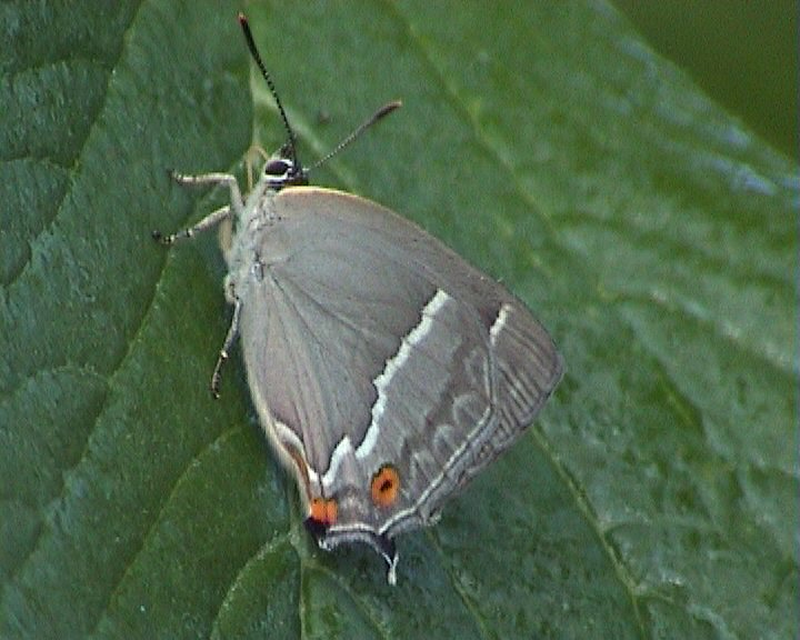 Quercus (Purple Hairstreak) Underside