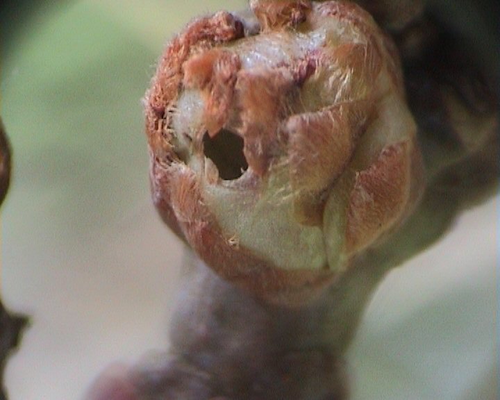 Small bore hole in the developing bud, made by the freshly emerged larva