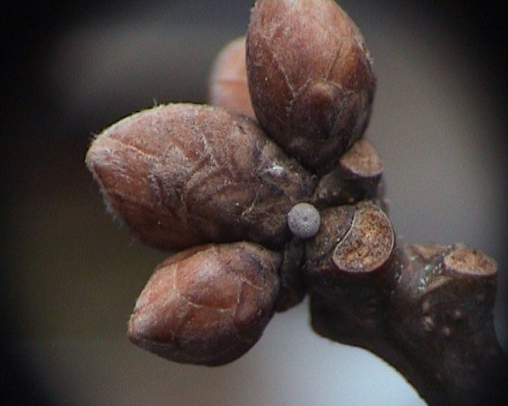 Egg on Quercus robur