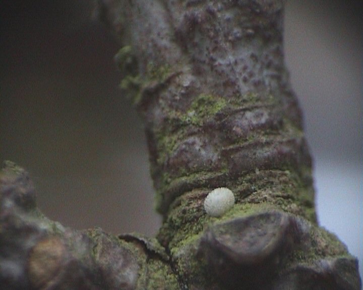 Egg on Quercus robur