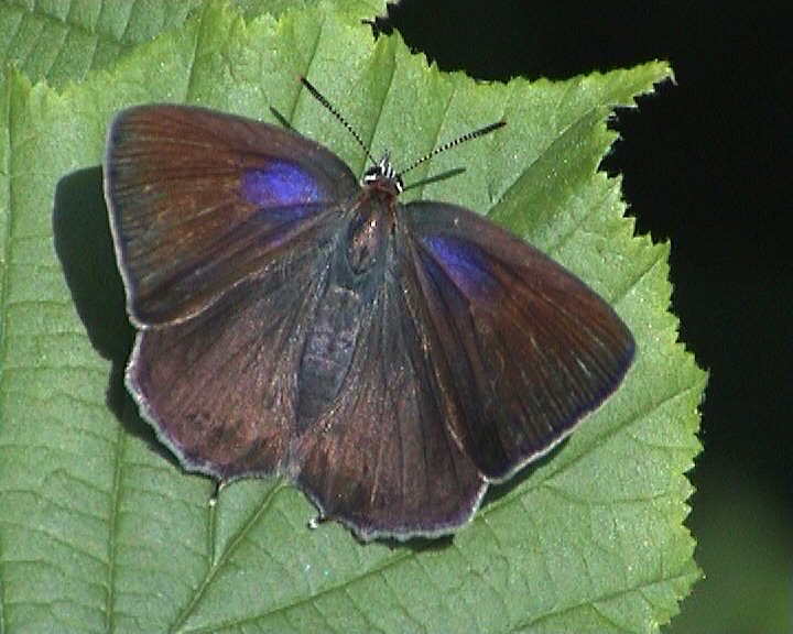 Female Quercus (Purple Hairstreak)