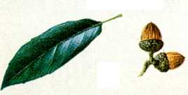 Holm Oak (Quercus ilex)