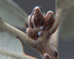 Egg on Quercus ilex