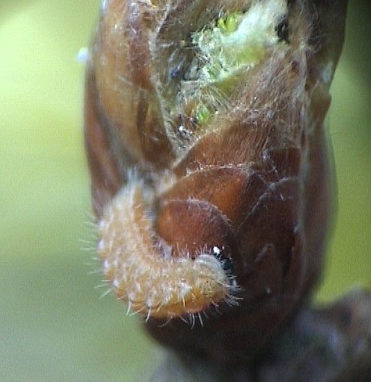 Quercus larva