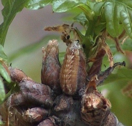 Quercus larva (fully grown)