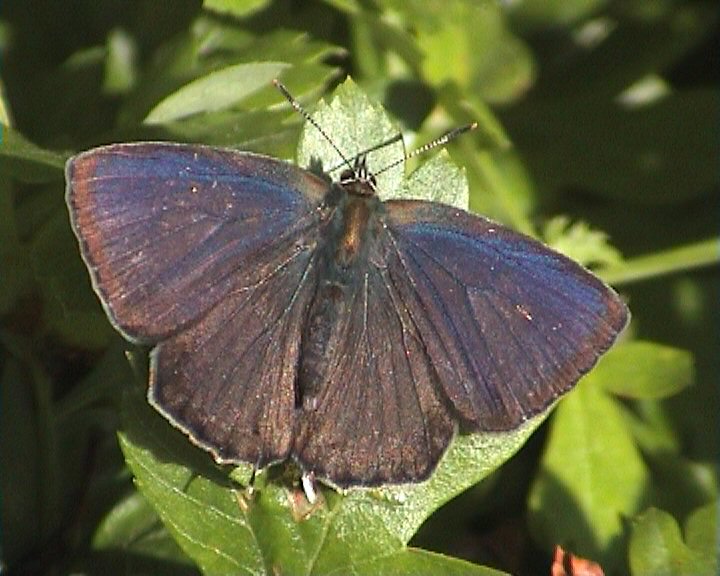 Male Quercus (Purple Hairstreak)