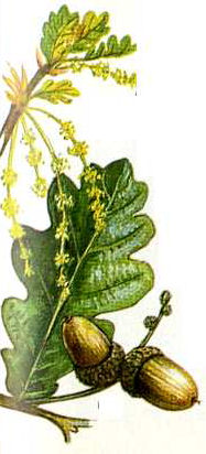 Pedunculate Oak (Quercus robur)