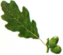 Sessile Oak (Quercus petraea)