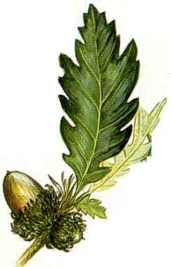 Turkey Oak (Quercus cerris)