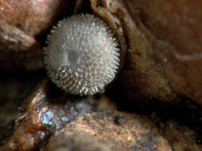Magnified quercus egg